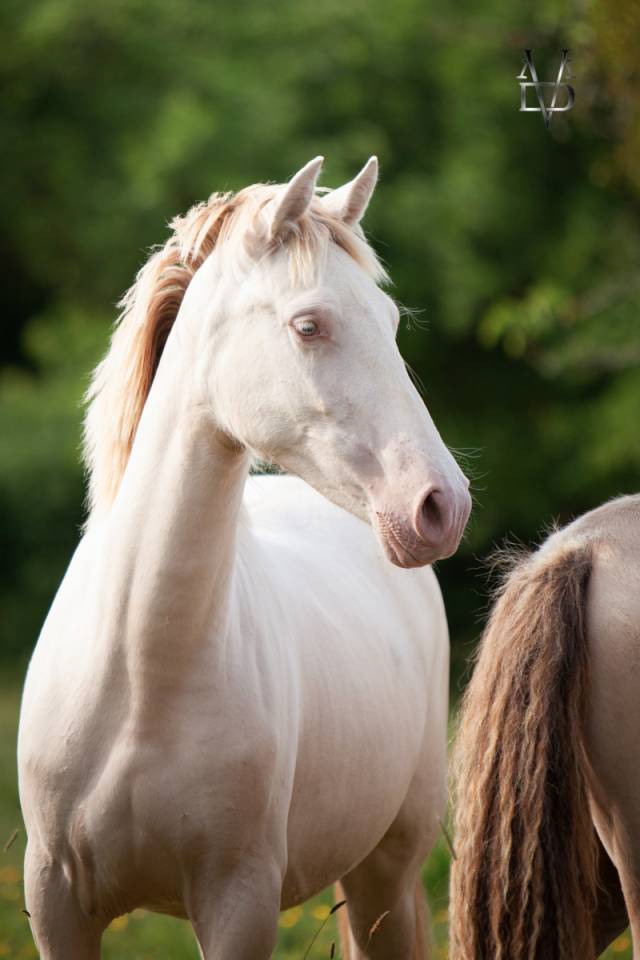 Potranca PRE Pura Raza Espa&ntilde;ola En venta 2024 Crema por INSUENO