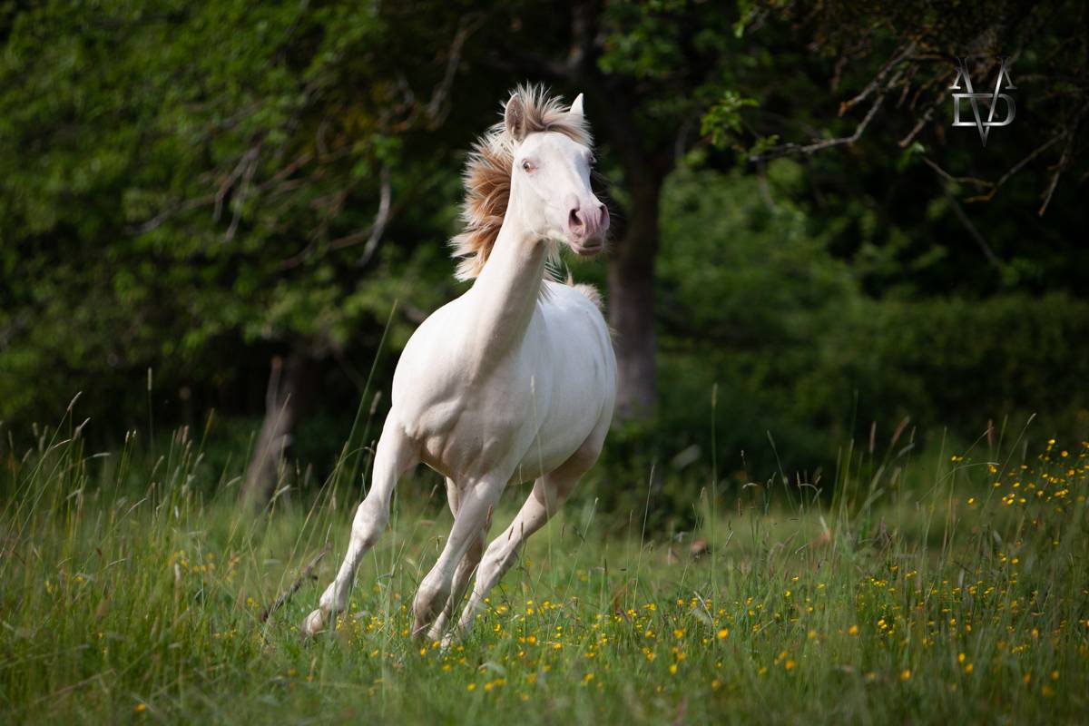 Potranca PRE Pura Raza Espa&ntilde;ola En venta 2024 Crema por INSUENO