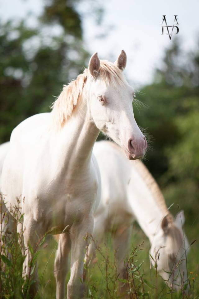 Potranca PRE Pura Raza Espa&ntilde;ola En venta 2024 Crema por INSUENO