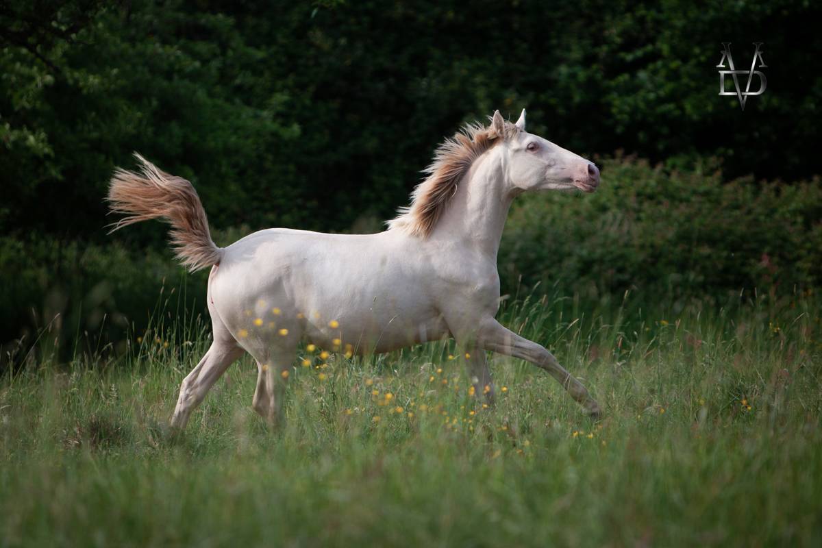 Potranca PRE Pura Raza Espa&ntilde;ola En venta 2024 Crema por INSUENO