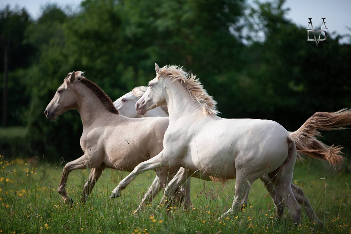 Potranca PRE Pura Raza Espa&ntilde;ola En venta 2024 Crema por INSUENO