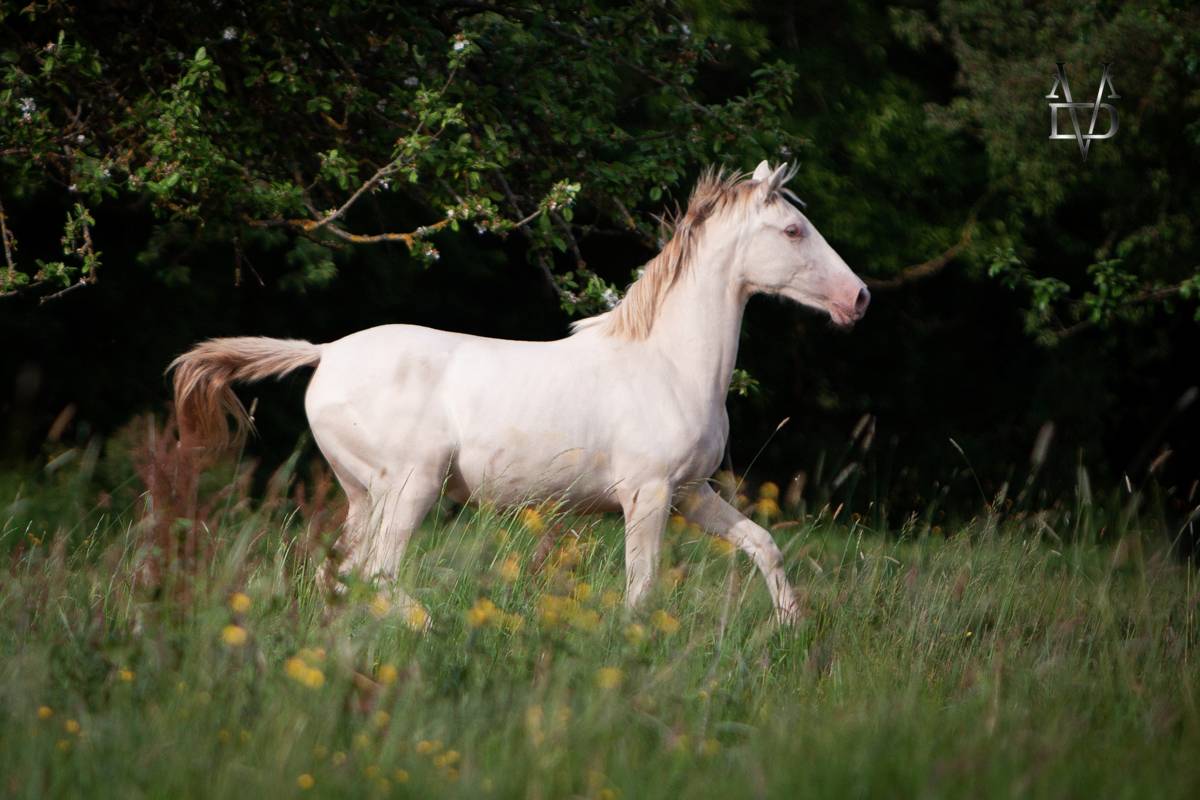 Potranca PRE Pura Raza Espa&ntilde;ola En venta 2024 Crema por INSUENO