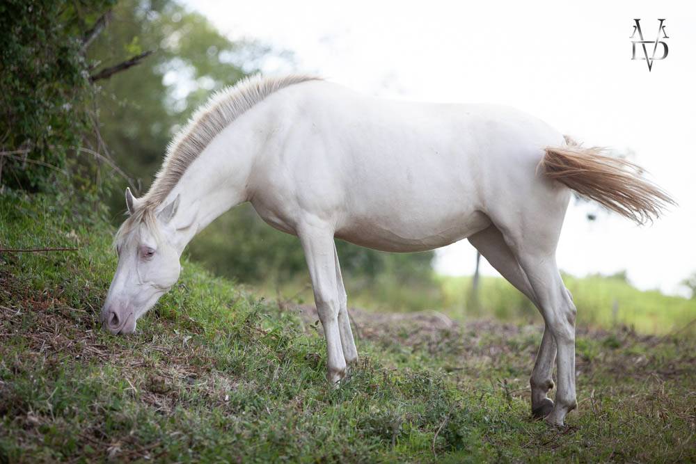 Potranca PRE Pura Raza Espa&ntilde;ola En venta 2024 Crema por INSUENO