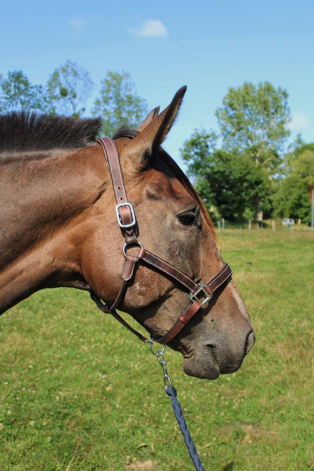 Yegua Trot&oacute;n Franc&eacute;s En venta 2017 Negro