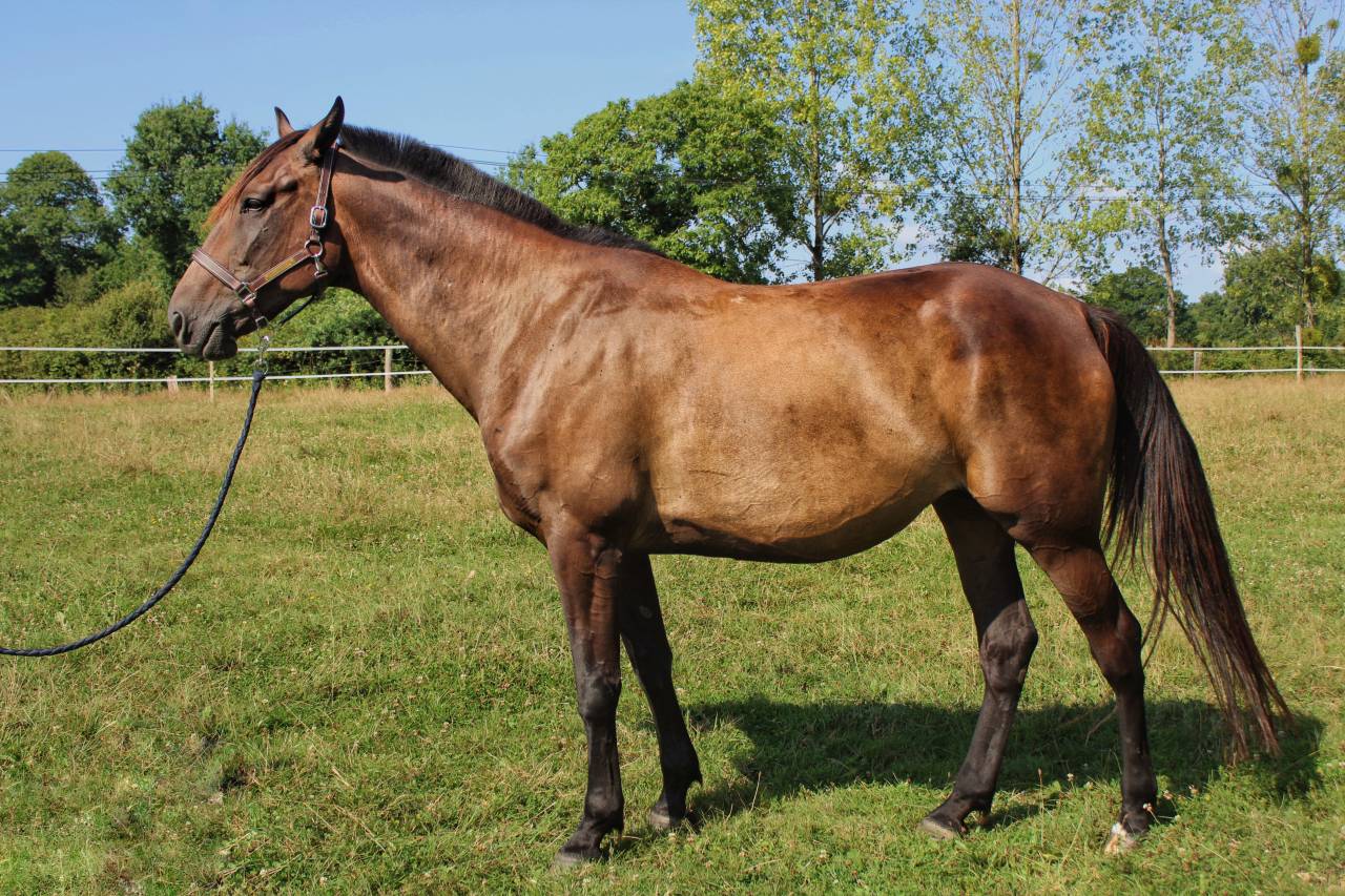 Yegua Trot&oacute;n Franc&eacute;s En venta 2017 Negro