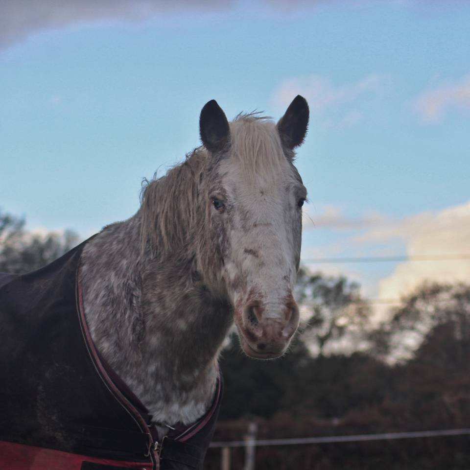 Caballo castrado Origine Constat&eacute;e Media-Pensi&oacute;n 2010 Alaz&aacute;n roano