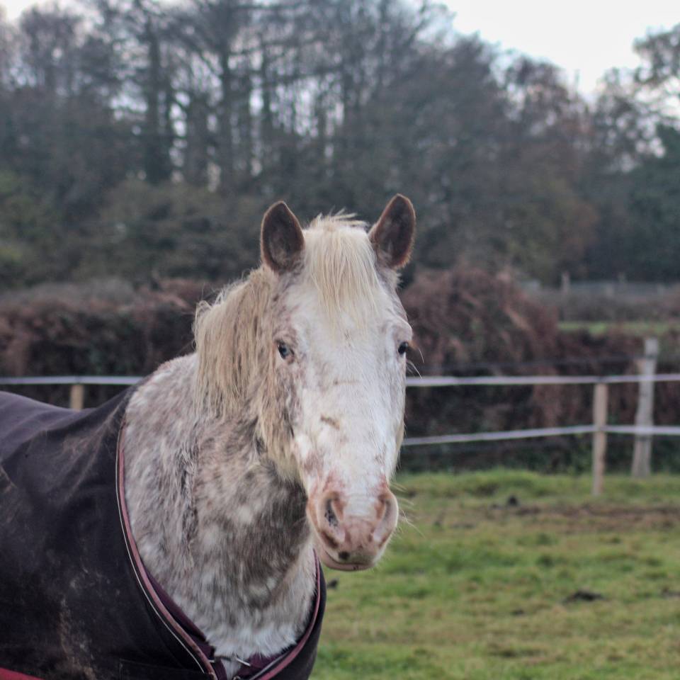 Caballo castrado Origine Constat&eacute;e Media-Pensi&oacute;n 2010 Alaz&aacute;n roano