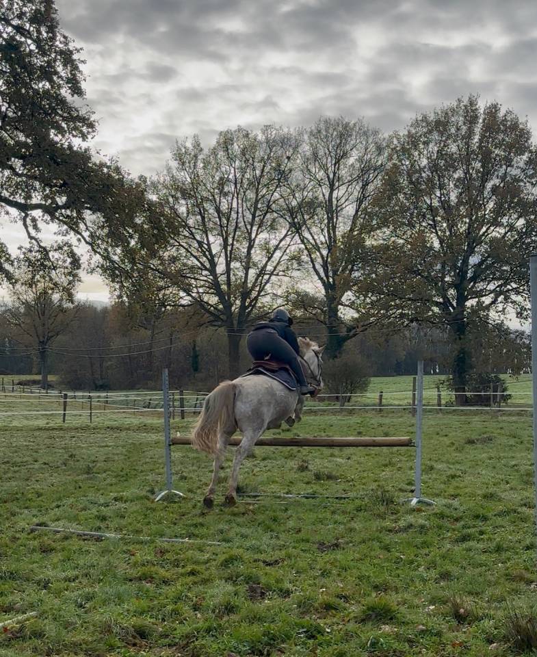 Caballo castrado Origine Constat&eacute;e Media-Pensi&oacute;n 2010 Alaz&aacute;n roano