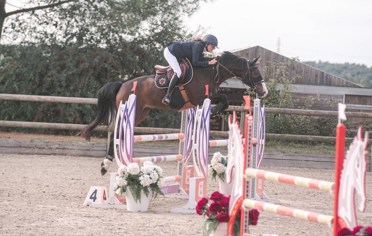 Caballo castrado Silla Franc&eacute;s En venta 2015 Bayo moreno por IDEAL DE LA LOGE