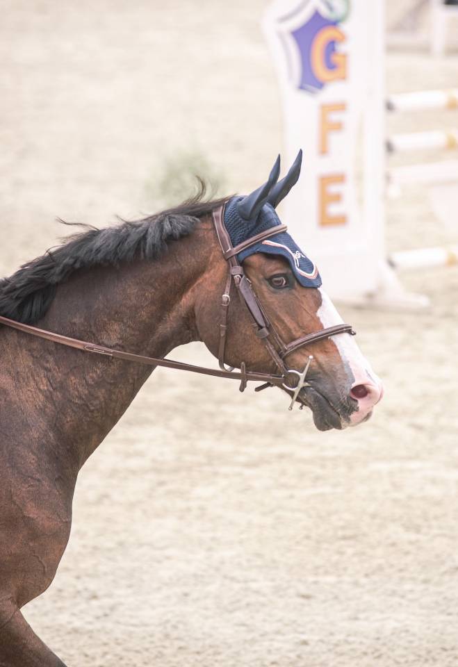 Caballo castrado Silla Franc&eacute;s En venta 2015 Bayo moreno por IDEAL DE LA LOGE