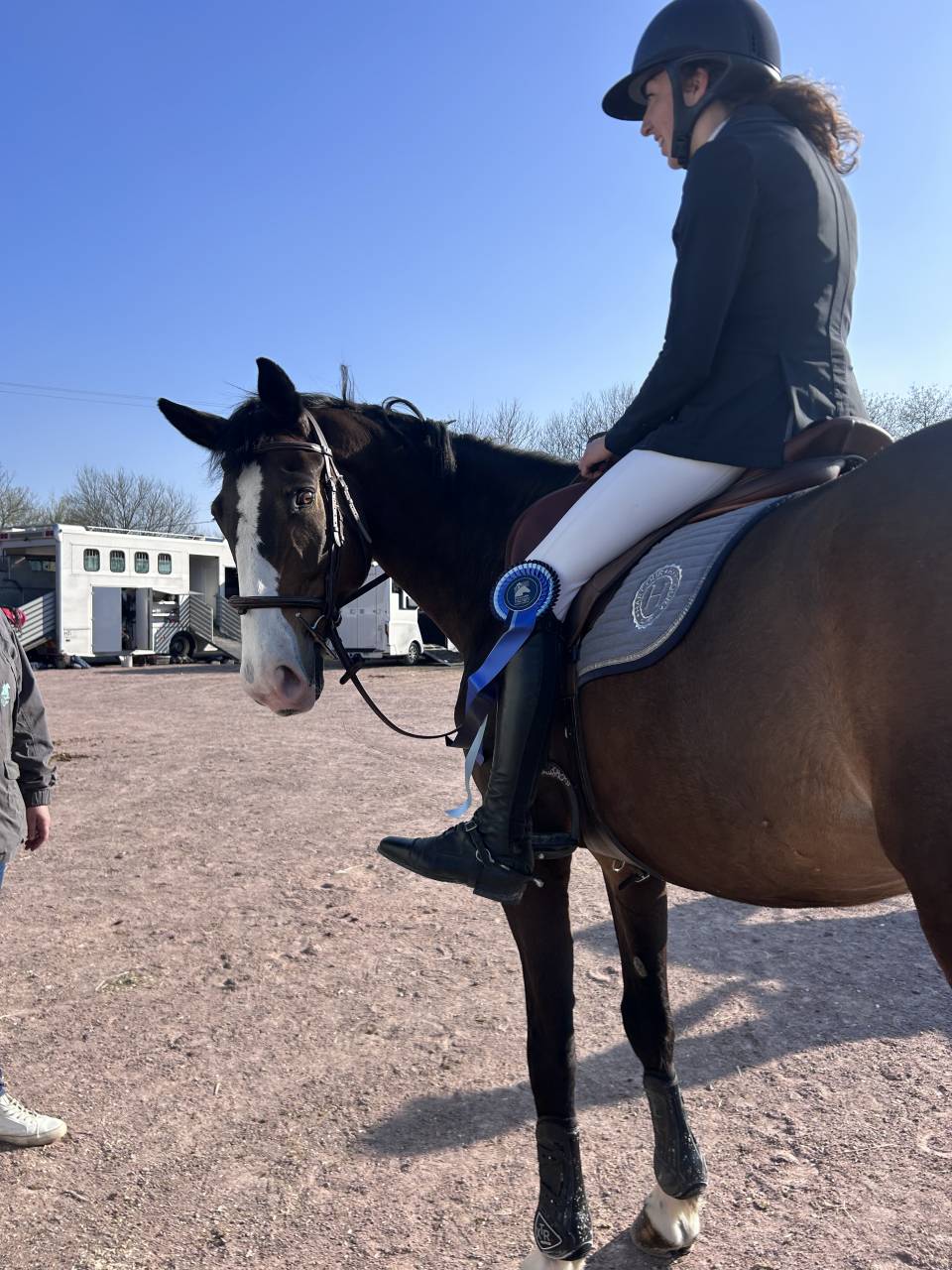 Caballo castrado Silla Franc&eacute;s En venta 2015 Bayo moreno por IDEAL DE LA LOGE