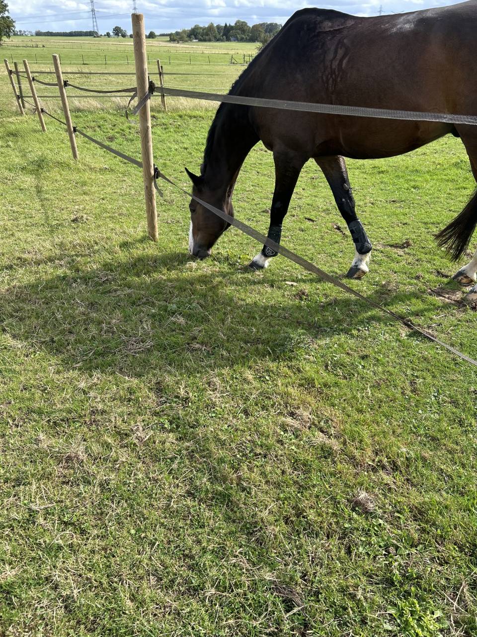 Caballo castrado Silla Franc&eacute;s En venta 2015 Bayo moreno por IDEAL DE LA LOGE