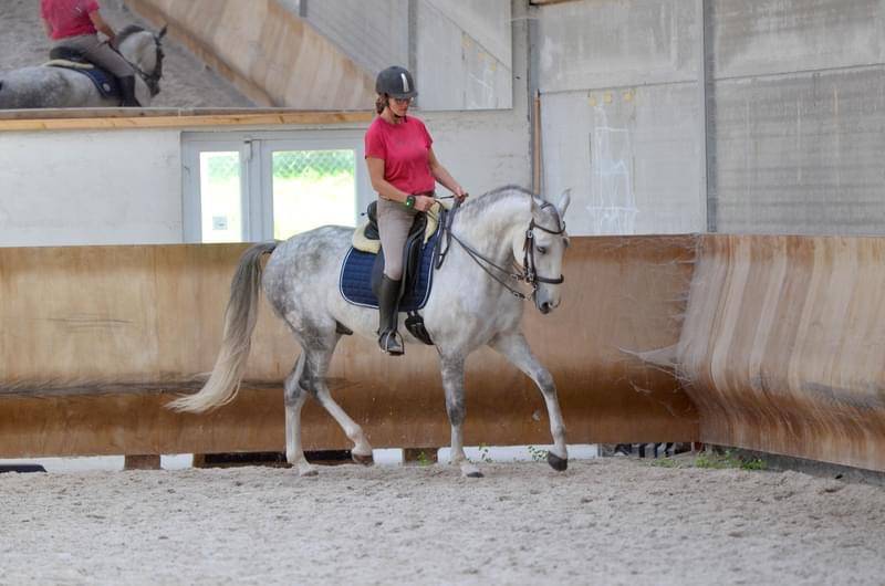 Caballo castrado Lusitano En venta 2018 Blanco por ELDORADO DA BROA