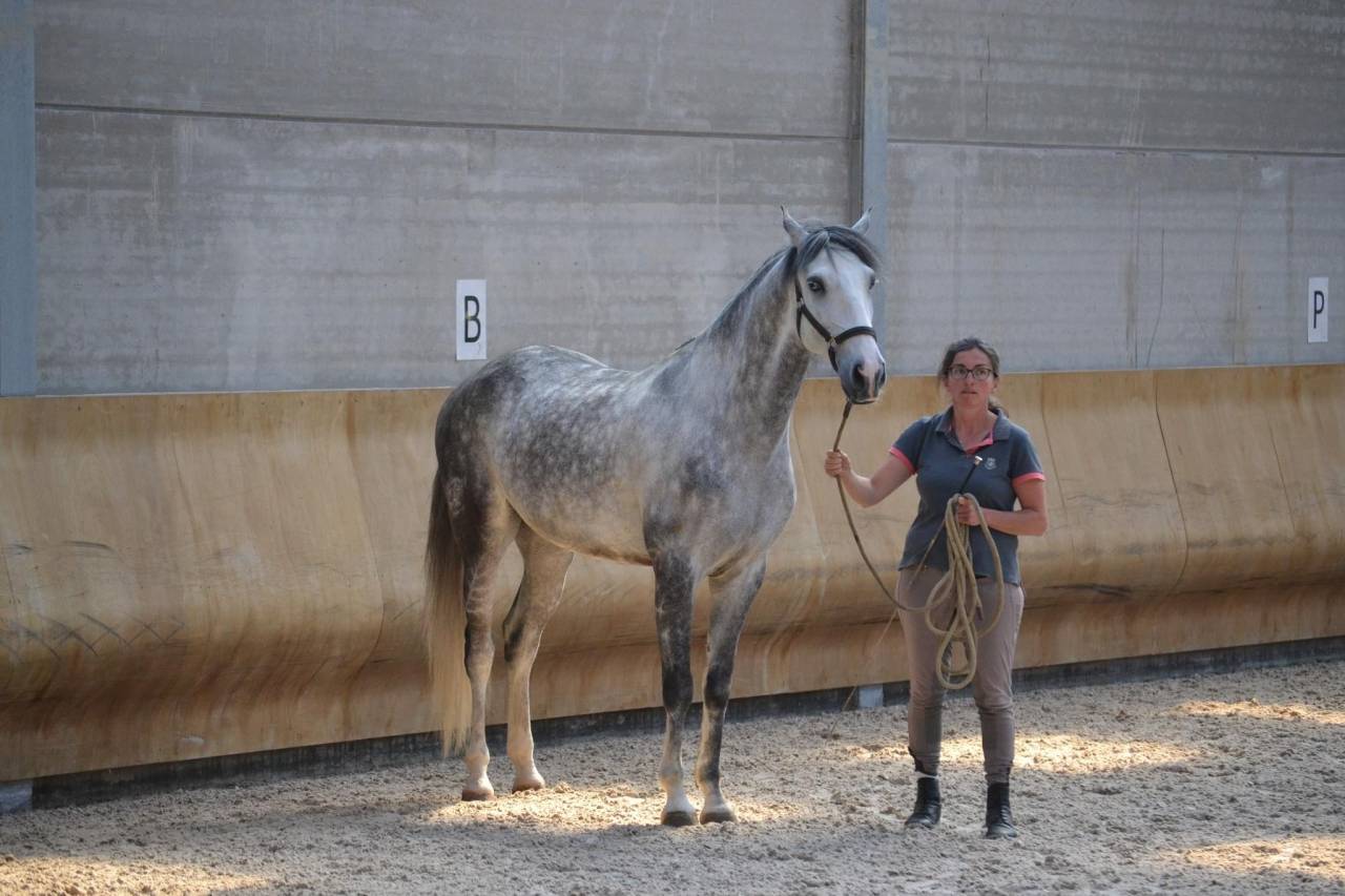 Caballo castrado Lusitano En venta 2018 Blanco por ELDORADO DA BROA