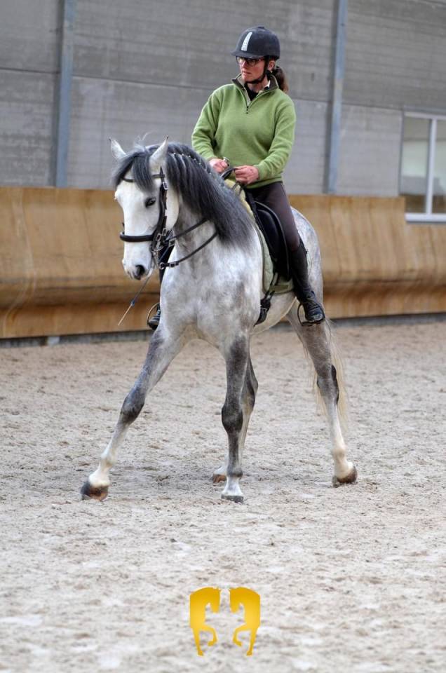 Caballo castrado Lusitano En venta 2018 Blanco por ELDORADO DA BROA