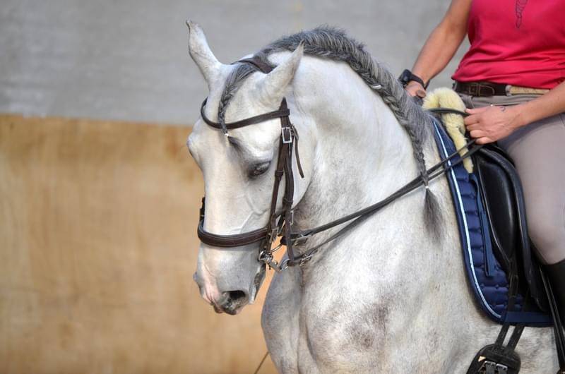 Caballo castrado Lusitano En venta 2018 Blanco por ELDORADO DA BROA