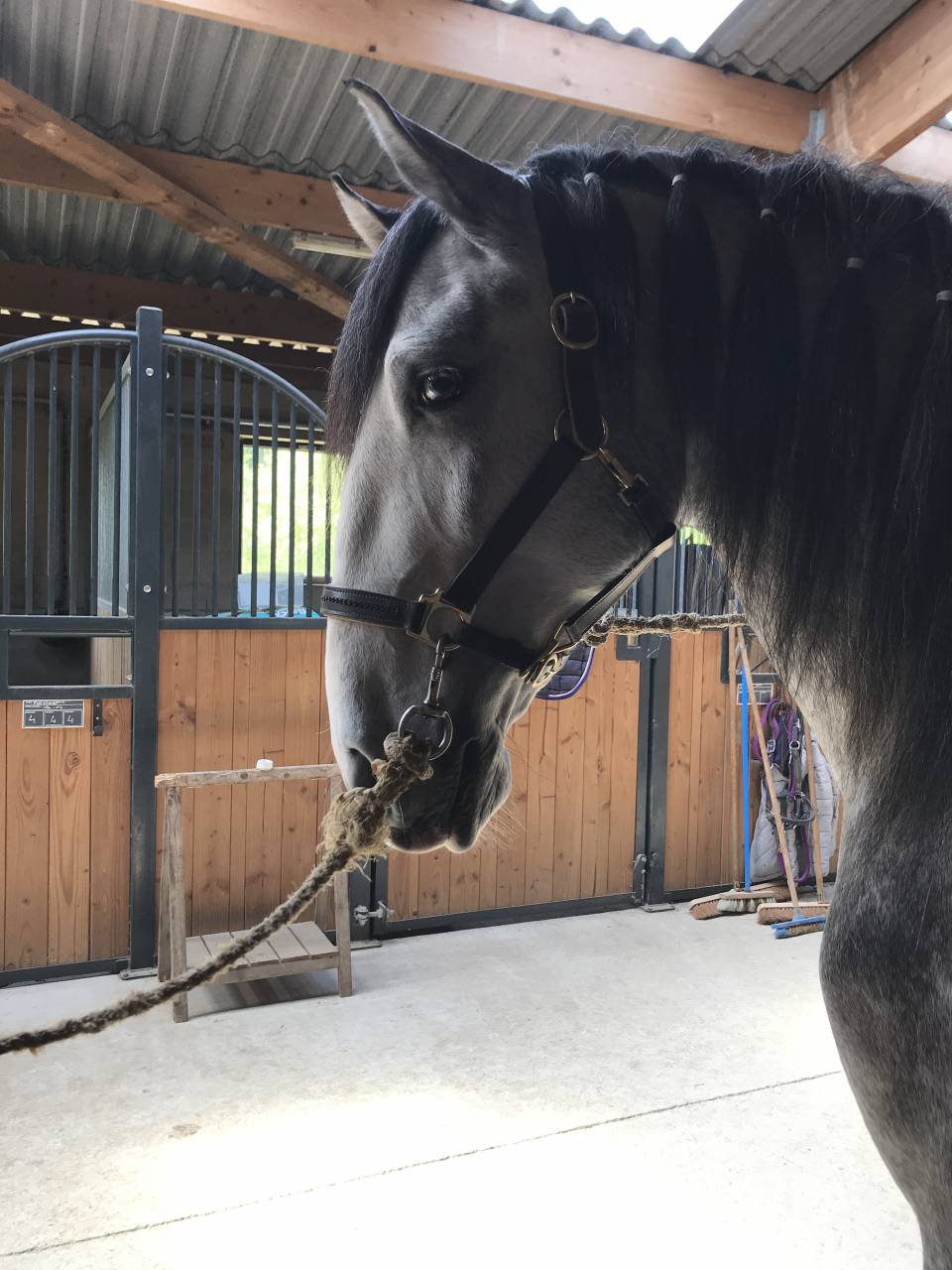 Caballo castrado Lusitano En venta 2018 Blanco por ELDORADO DA BROA