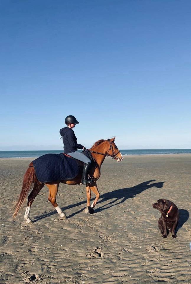 Caballo castrado PFS Poni Fran&ccedil;&eacute;s de Silla En venta 2015 Alaz&aacute;n