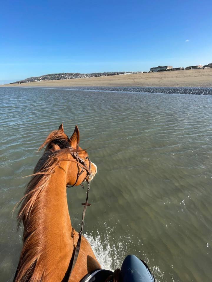 Caballo castrado PFS Poni Fran&ccedil;&eacute;s de Silla En venta 2015 Alaz&aacute;n