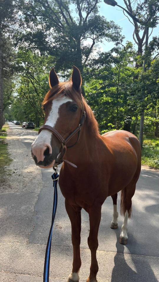 Caballo castrado PFS Poni Fran&ccedil;&eacute;s de Silla En venta 2015 Alaz&aacute;n