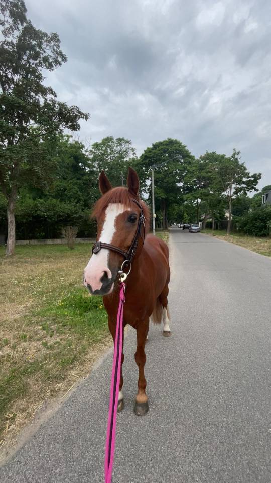 Caballo castrado PFS Poni Fran&ccedil;&eacute;s de Silla En venta 2015 Alaz&aacute;n