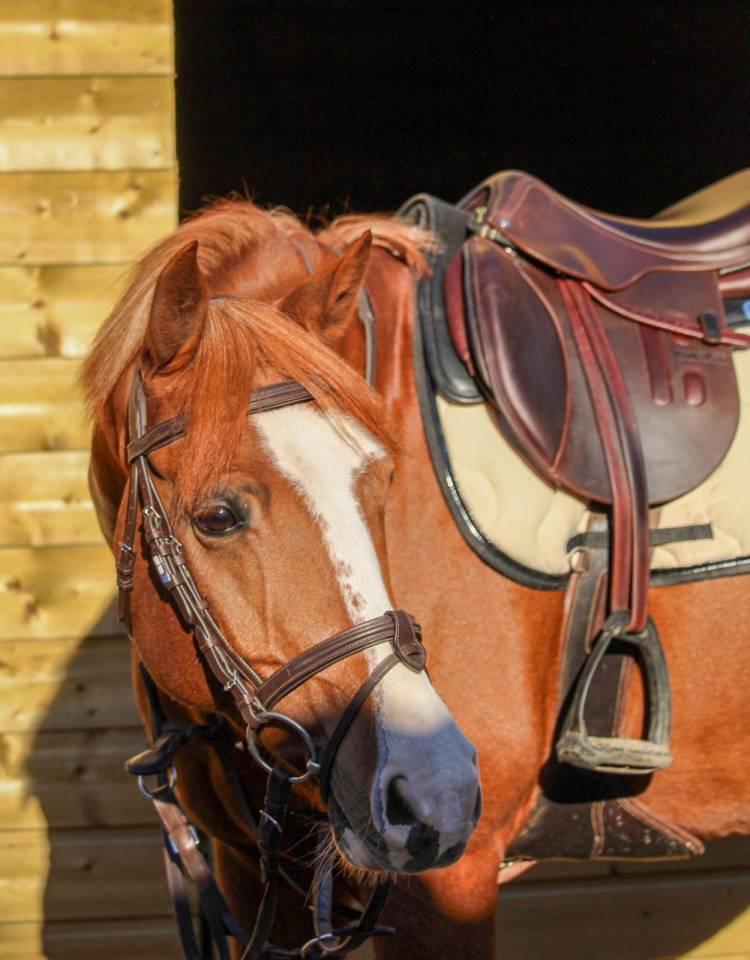 Caballo castrado PFS Poni Fran&ccedil;&eacute;s de Silla En venta 2015 Alaz&aacute;n