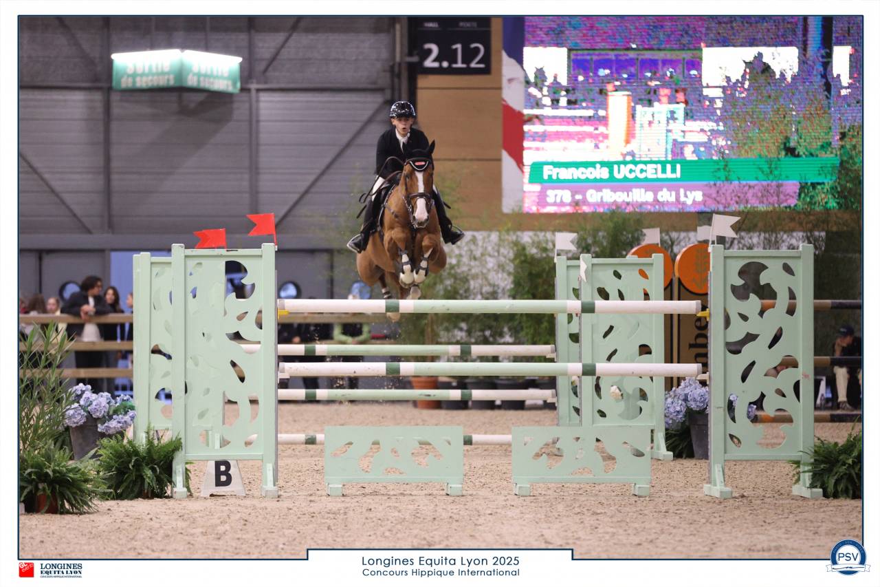 Caballo castrado Silla Franc&eacute;s En venta 2016 Alaz&aacute;n por EPSOM GESMERAY