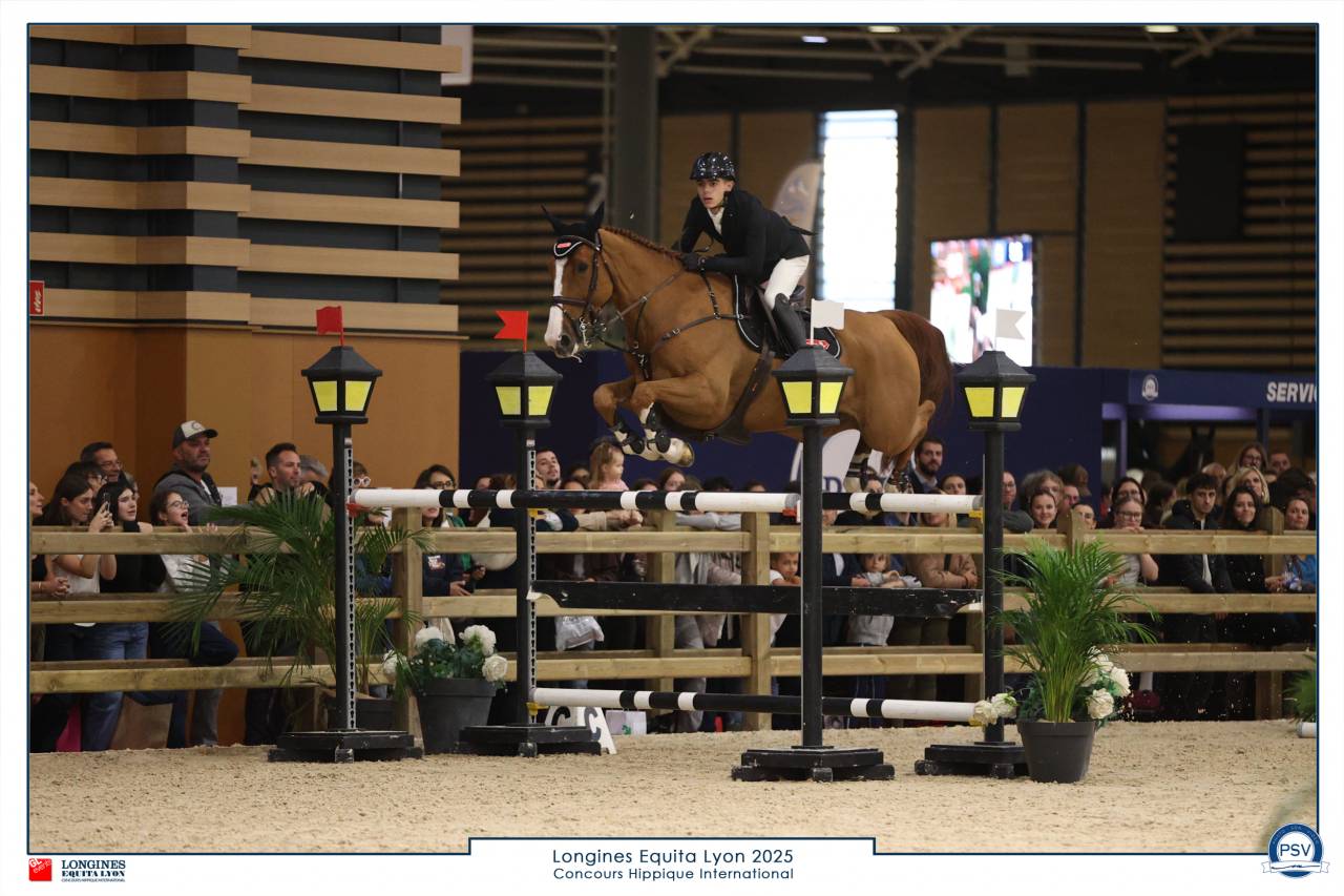 Caballo castrado Silla Franc&eacute;s En venta 2016 Alaz&aacute;n por EPSOM GESMERAY