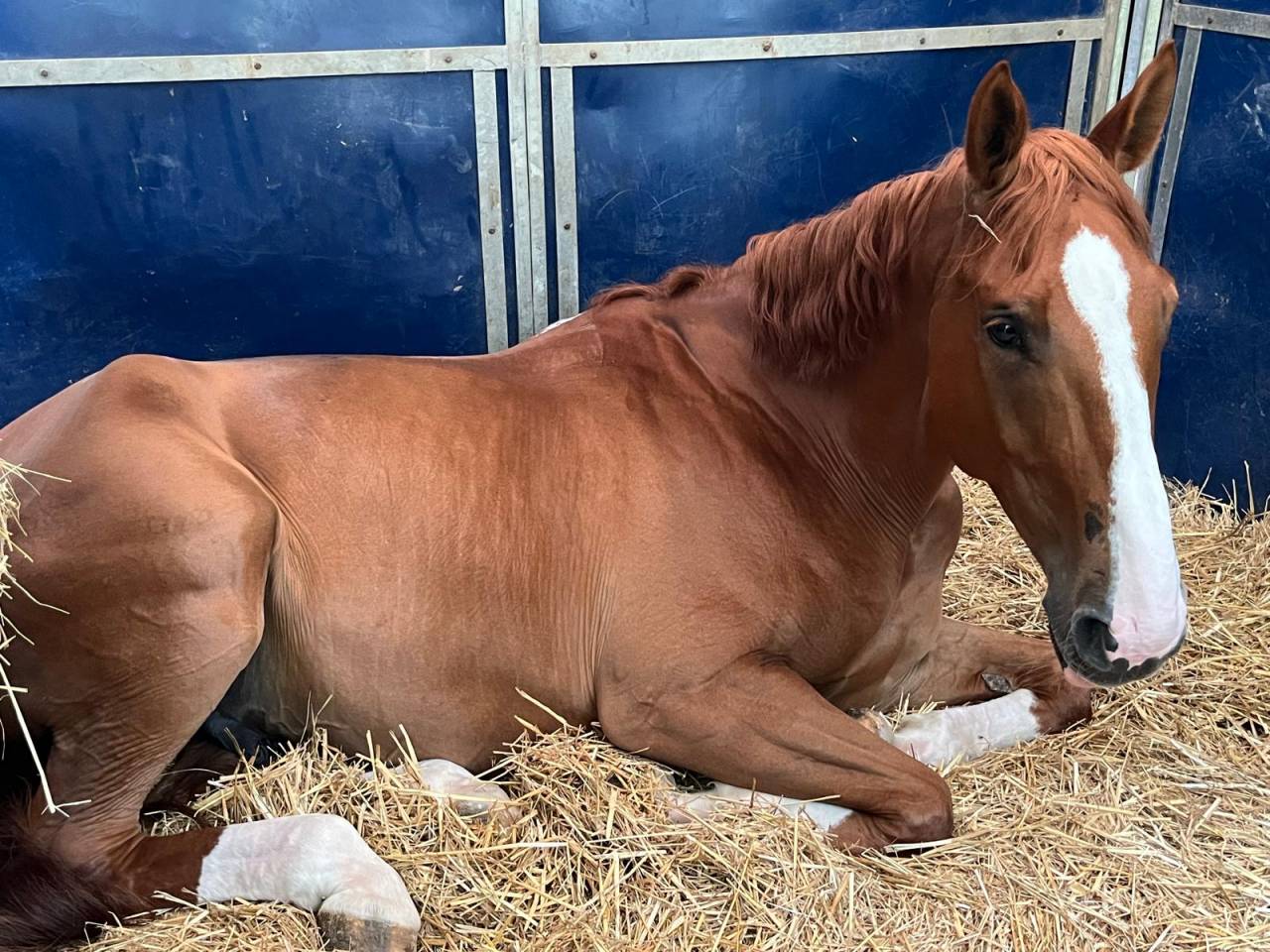 Caballo castrado Silla Franc&eacute;s En venta 2016 Alaz&aacute;n por EPSOM GESMERAY