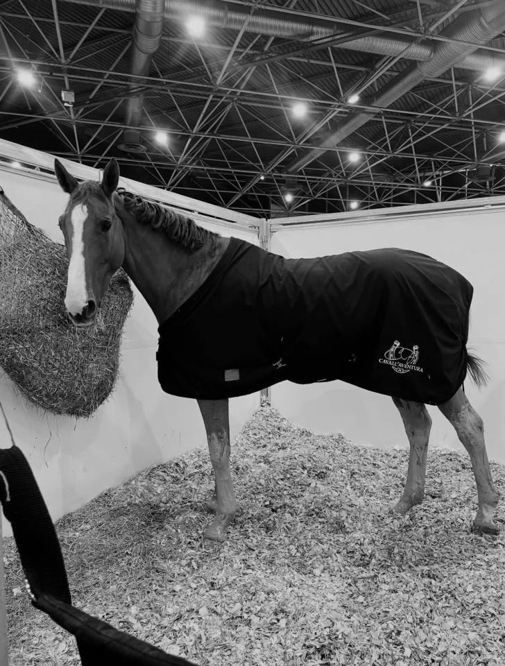 Caballo castrado Silla Franc&eacute;s En venta 2016 Alaz&aacute;n por EPSOM GESMERAY