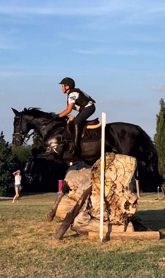 Semental Otra Raza de Poni En venta 2008 Otra capa