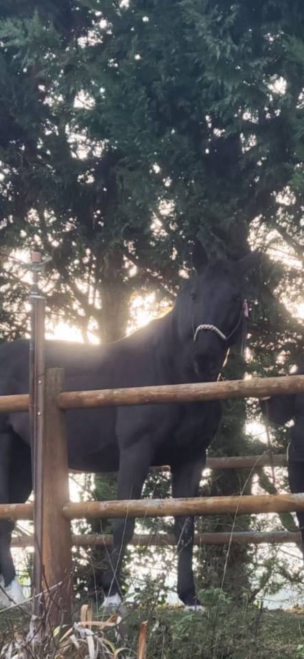 Caballo castrado Silla Franc&eacute;s En venta 2013 Negro