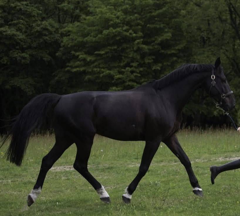 Caballo castrado Silla Franc&eacute;s En venta 2013 Negro