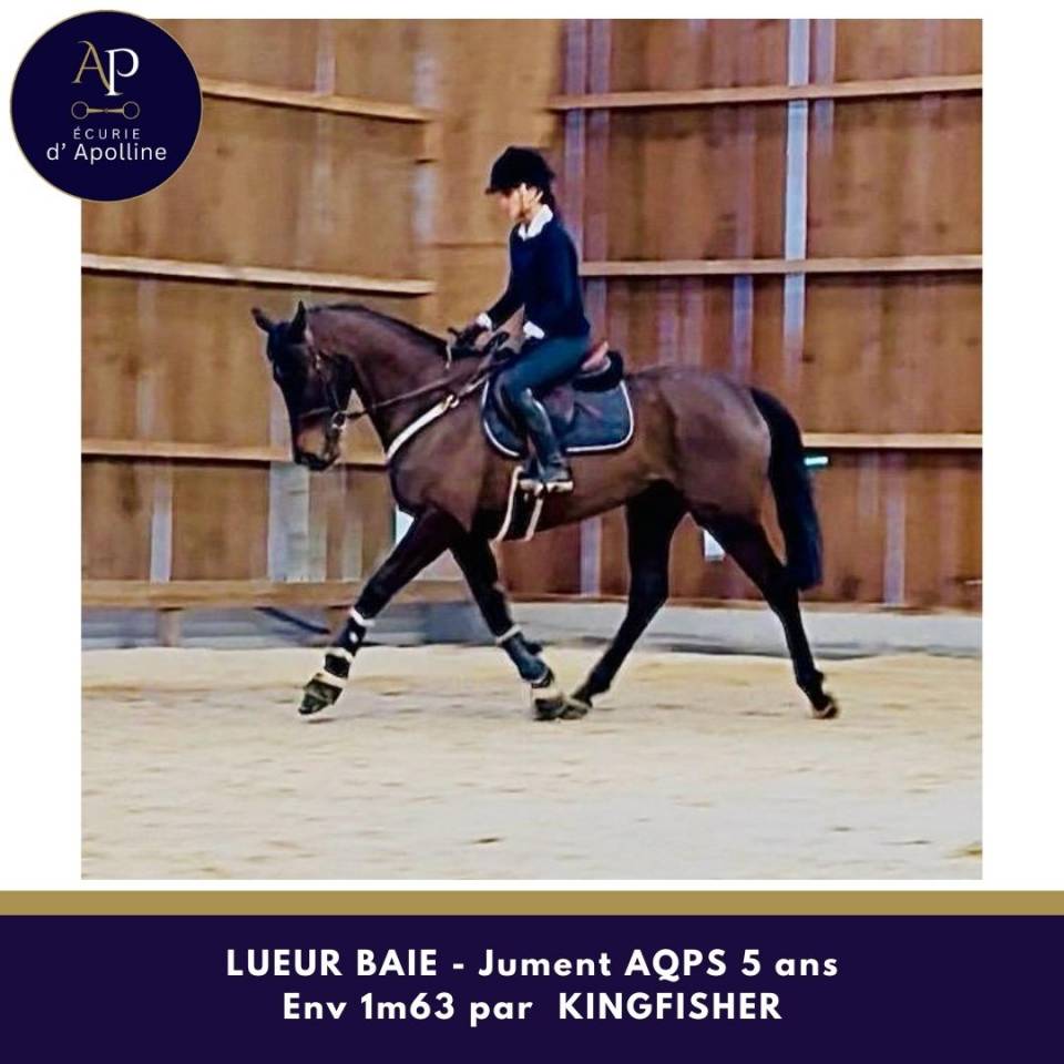 Yegua AQPS En venta 2021 Bayo