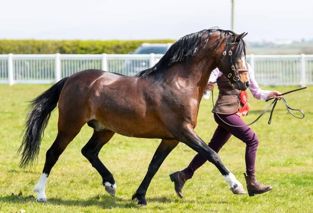 Yegua Welsh Poni (Secci&oacute;n B) En venta 2021 Alaz&aacute;n tostado