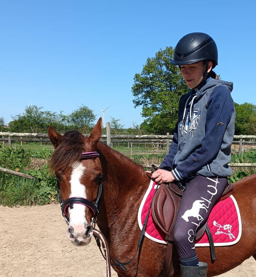 Yegua Welsh Poni (Secci&oacute;n B) En venta 2021 Alaz&aacute;n tostado