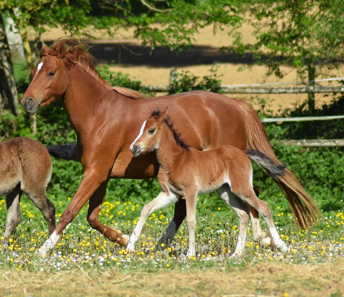 Yegua Welsh Poni (Secci&oacute;n B) En venta 2022 Alaz&aacute;n