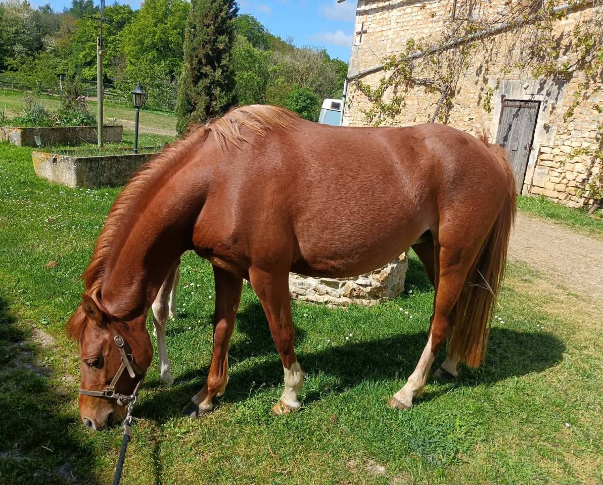 Yegua Welsh Poni (Secci&oacute;n B) En venta 2022 Alaz&aacute;n
