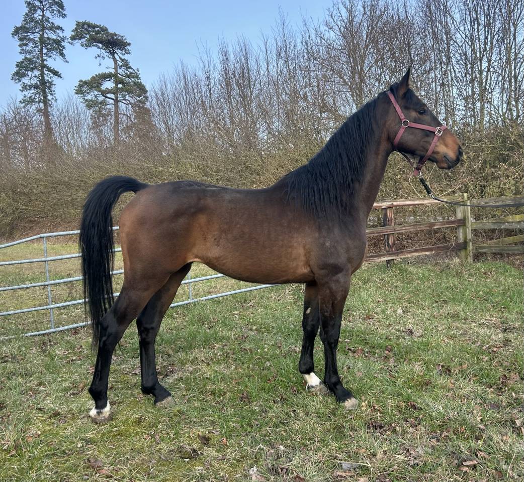 Caballo castrado Origine Constat&eacute;e En venta 2022 Bayo