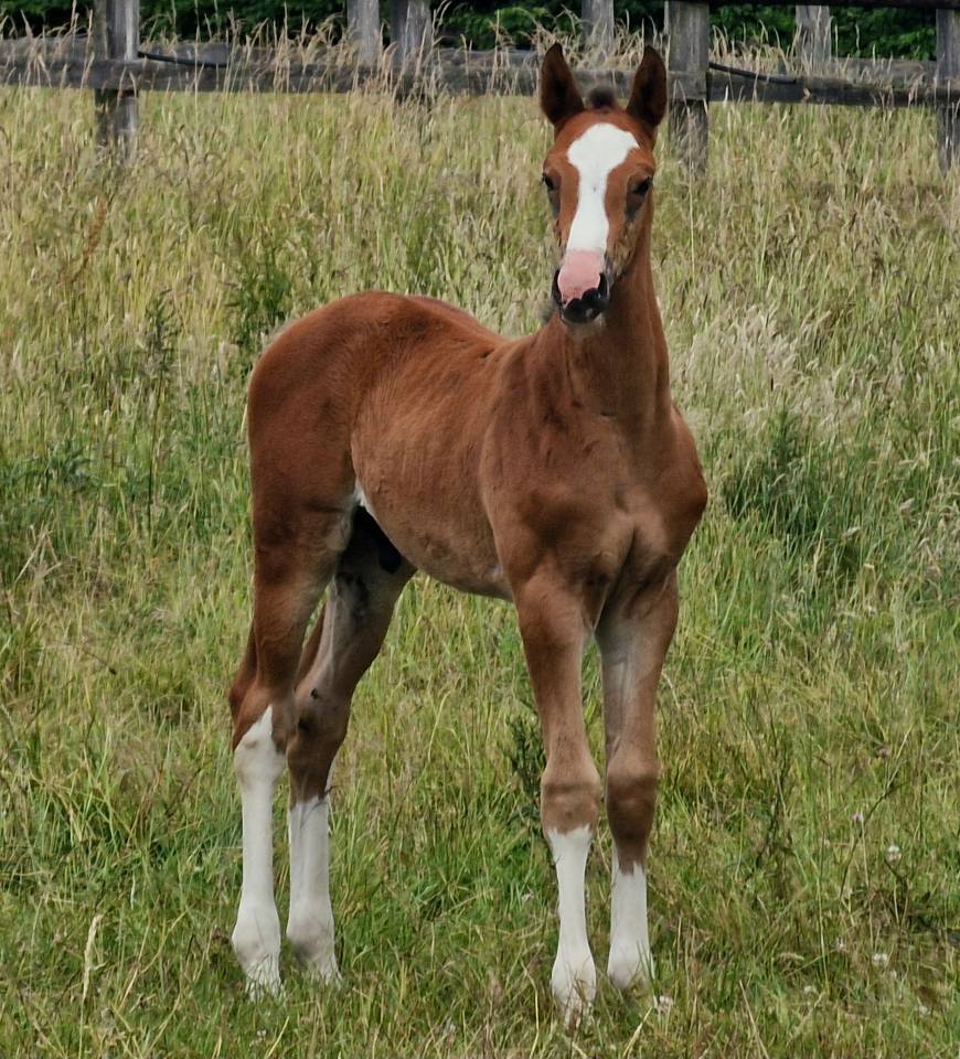 Potro Zangersheide En venta 2025 Bayo