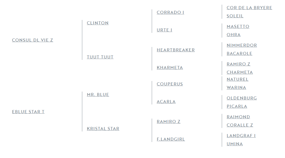 Potro Zangersheide En venta 2025 Bayo