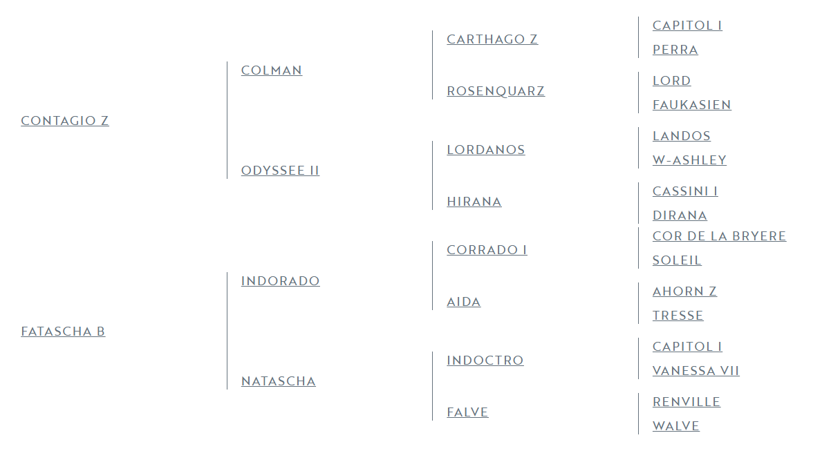 Potranca Zangersheide En venta 2025 Tordo