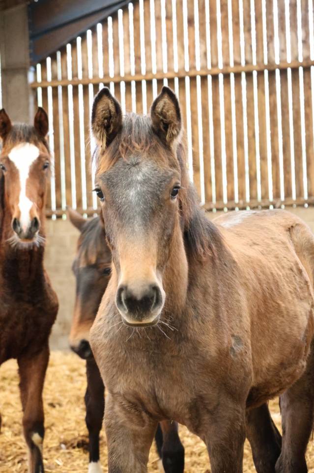 Potranca Zangersheide En venta 2025 Tordo