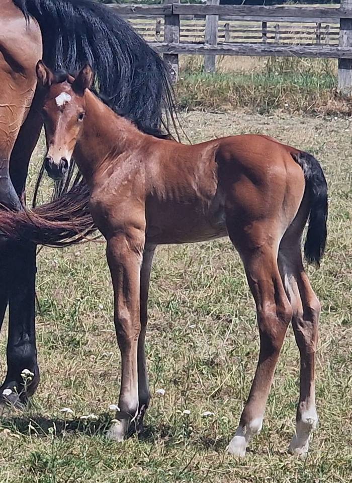 Caballo castrado Zangersheide En venta 2025 Bayo