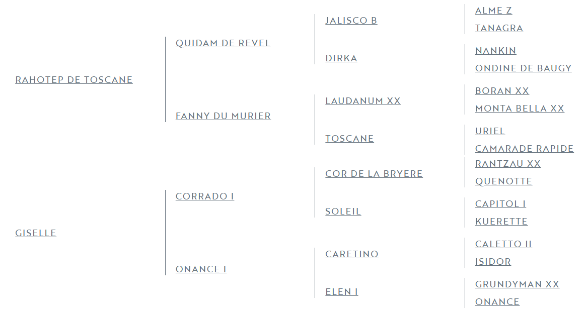 Caballo castrado Zangersheide En venta 2025 Bayo