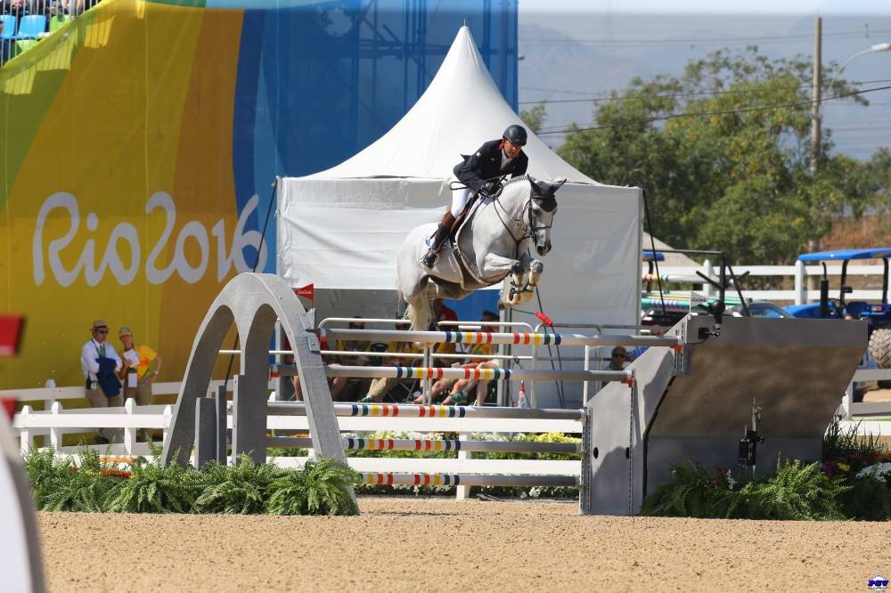 Caballo castrado Zangersheide En venta 2025 Bayo