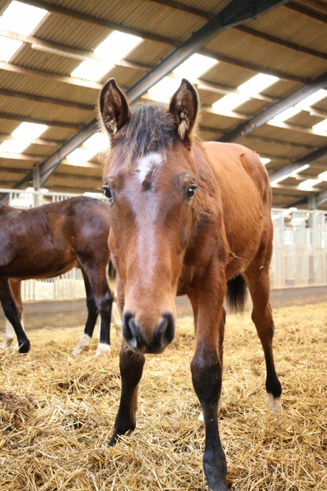 Caballo castrado Zangersheide En venta 2025 Bayo