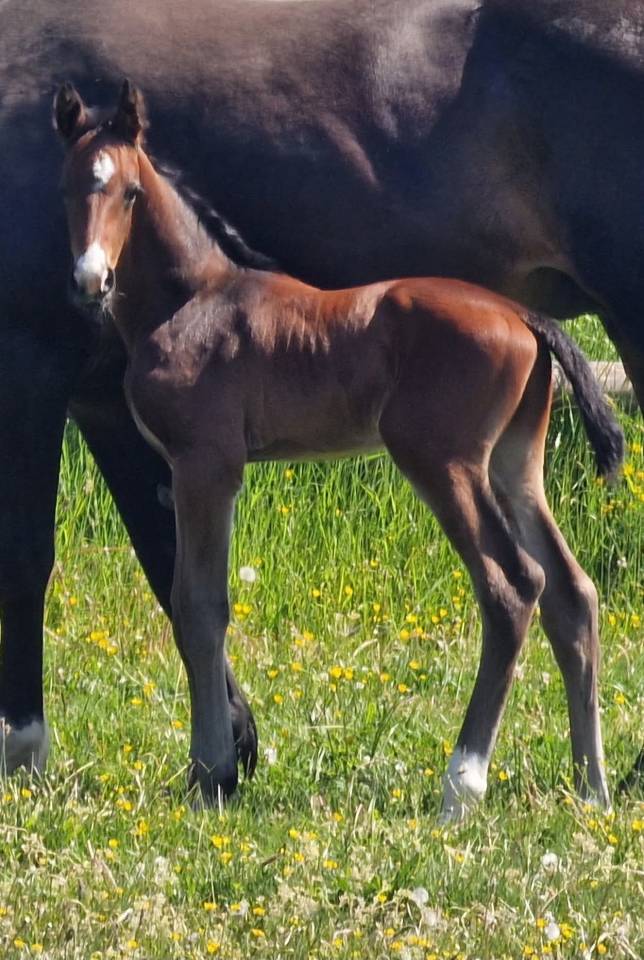 Potro Origine Constat&eacute;e En venta 2025 Bayo