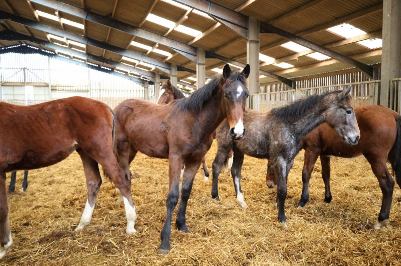 Potro Origine Constat&eacute;e En venta 2025 Bayo