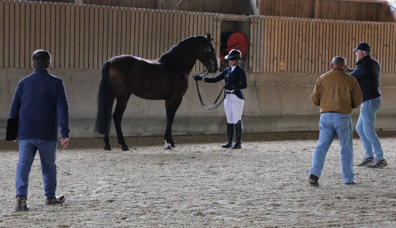 Semental Lusitano En venta 2018 Bayo por Bailarico da Broa